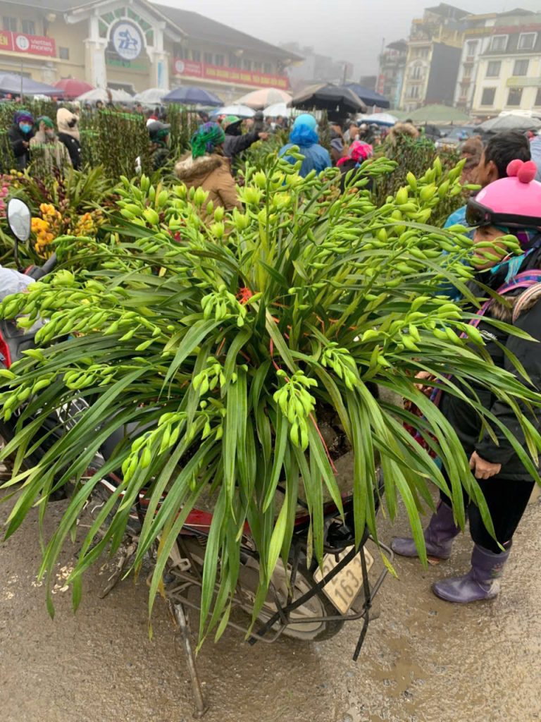 Địa Lan Sapa Lai Châu
